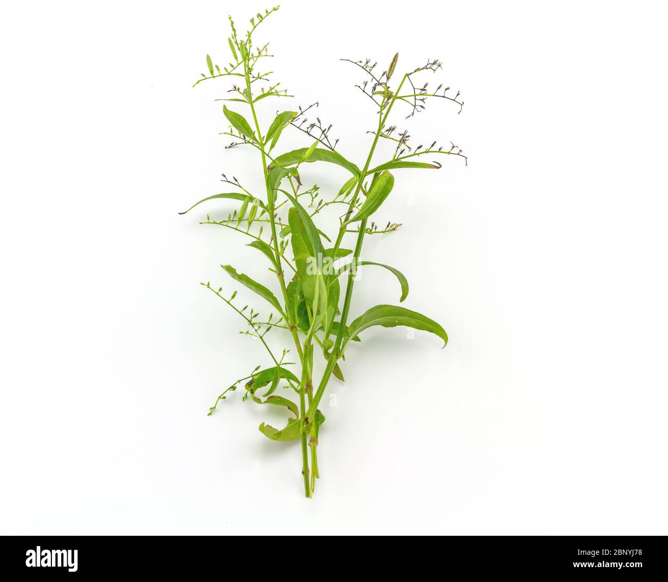Fresh of Andrographis paniculata plant on white background use for herbal product Stock Photo