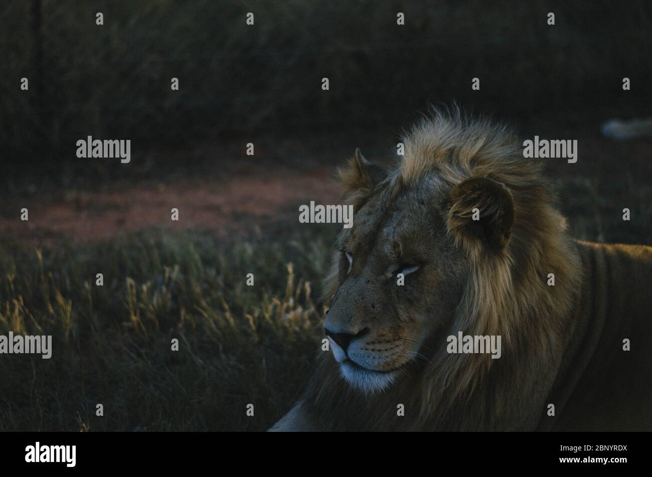 A relaxed lion looking away from the camera in a savannah background in