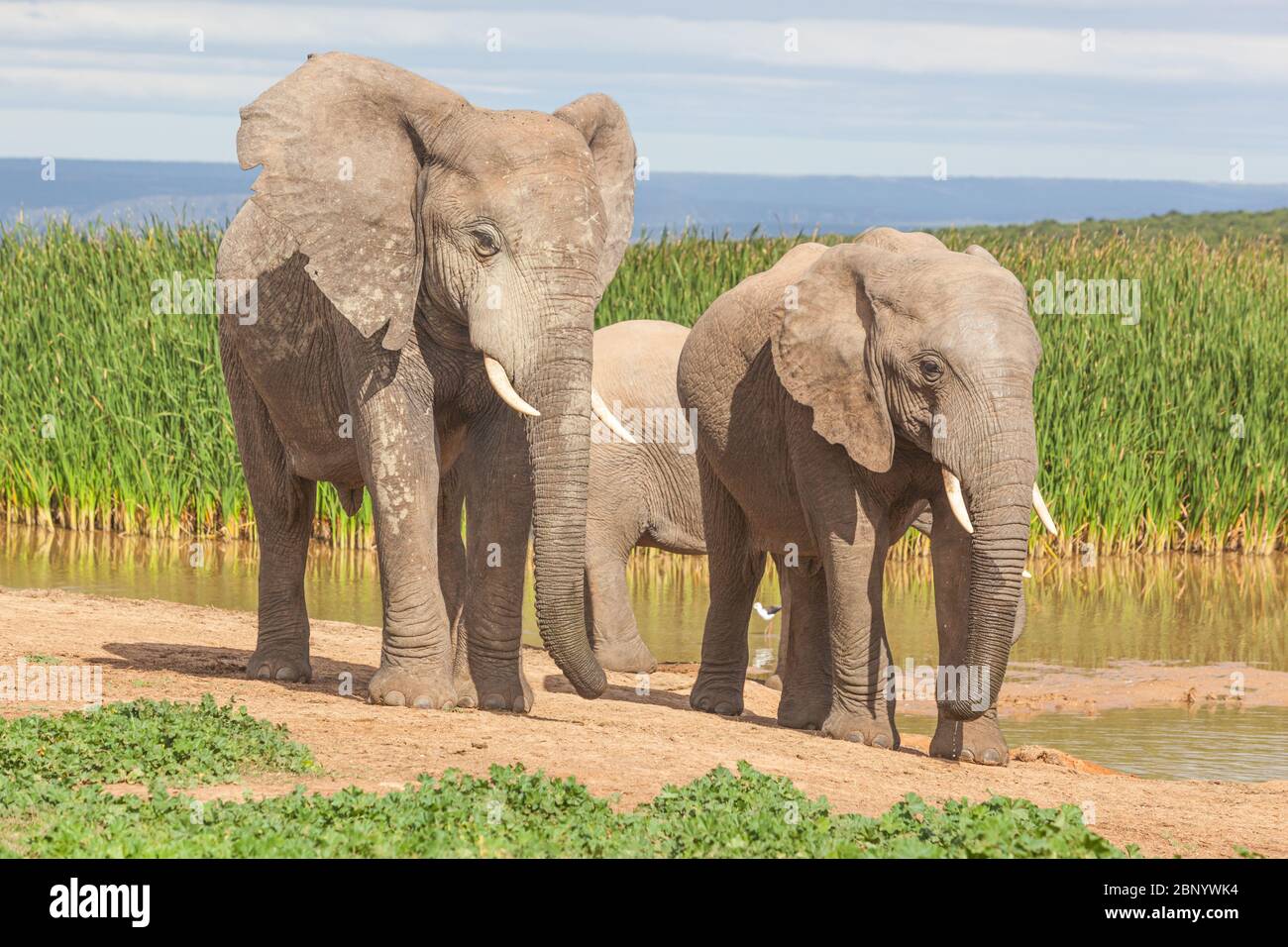 Elephants at Hapoor Dam in Addo Elephant National Park in South Africa. Stock Photo