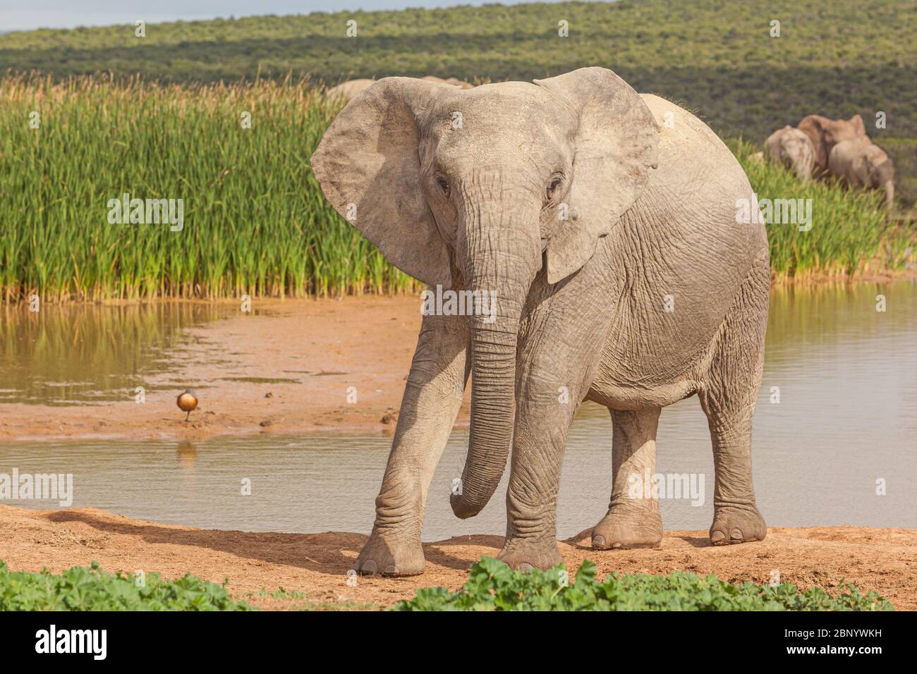 Close encounter with an alert elephant at Hapoor Dam in Addo Elephant National Park in South Africa. Stock Photo