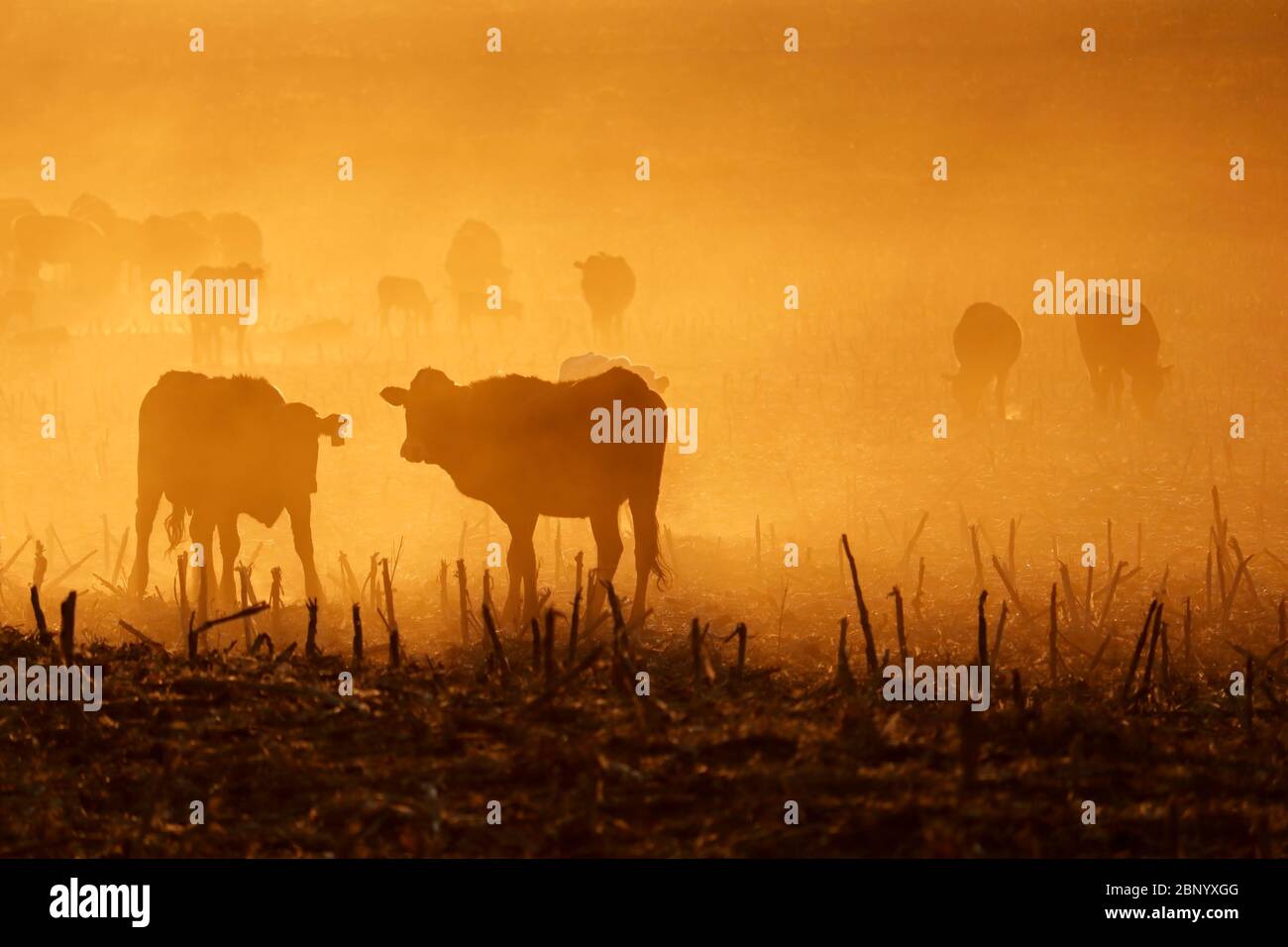 Silhouette of free-range cattle walking on dusty field at sunset, South Africa Stock Photo