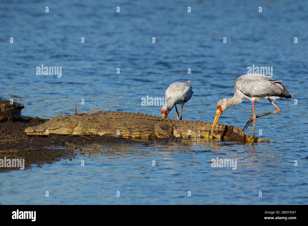 A Nile crocodile basking in shallow water with foraging yellow-billed storks, Kruger National Park, South Africa Stock Photo