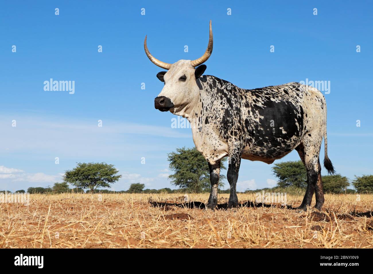 Nguni cow - indigenous cattle breed of South Africa - on rural farm Stock Photo