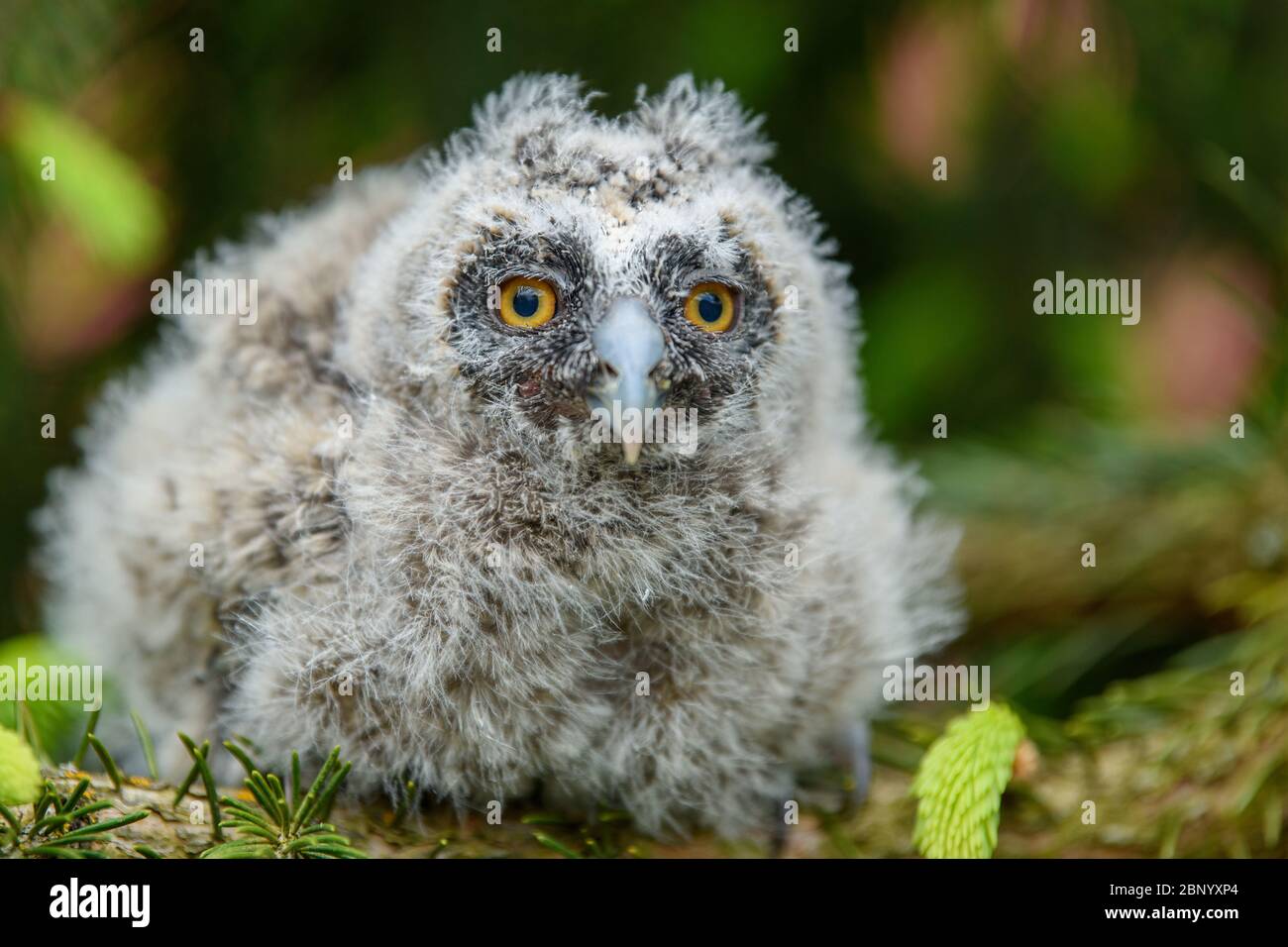 baby-long-eared-owl-owl-in-the-wood-sitting-on-tree-trunk-in-the