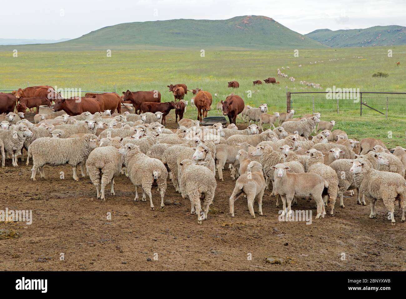 Freerange merino sheep and cattle in natural rangeland on a rural