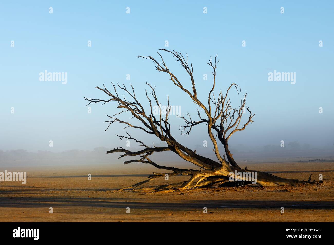 Scenic landscape with a dead tree in mist, Kalahari desert, South Africa Stock Photo