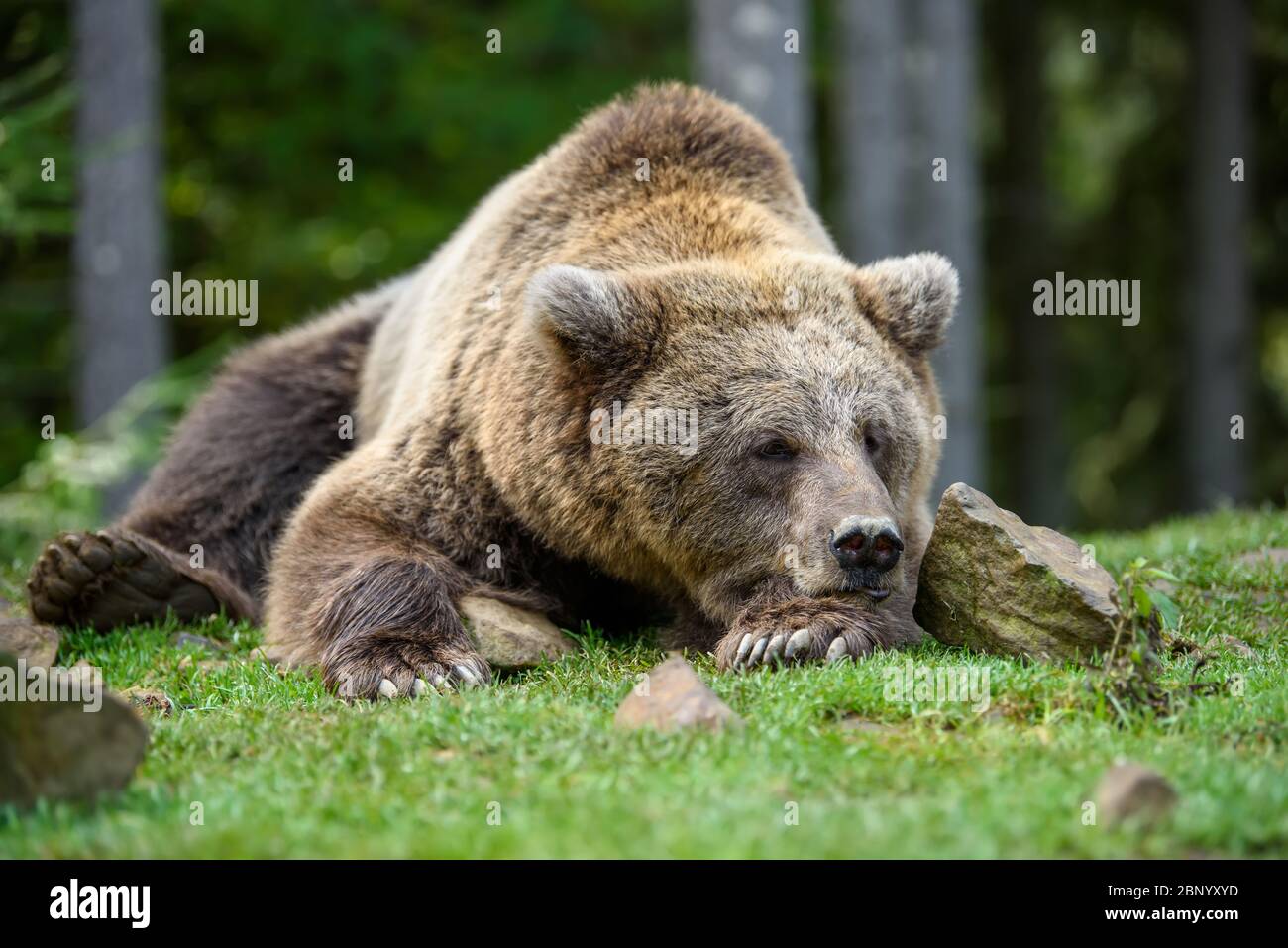 Close-up sleep brown bear portrait. Danger animal in nature habitat. Big mammal. Wildlife scene Stock Photo