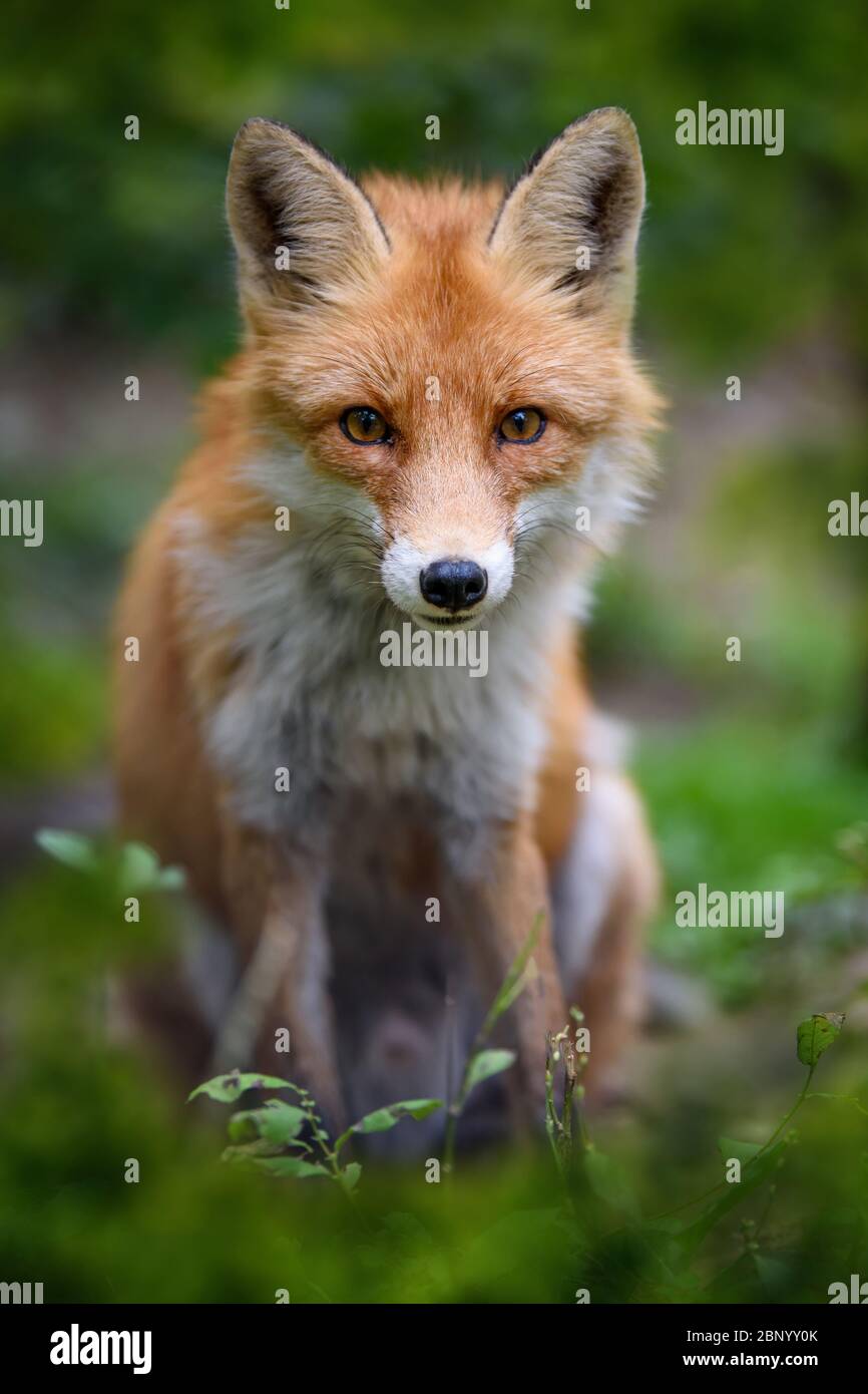 Red fox animal habitat hi-res stock photography and images - Alamy