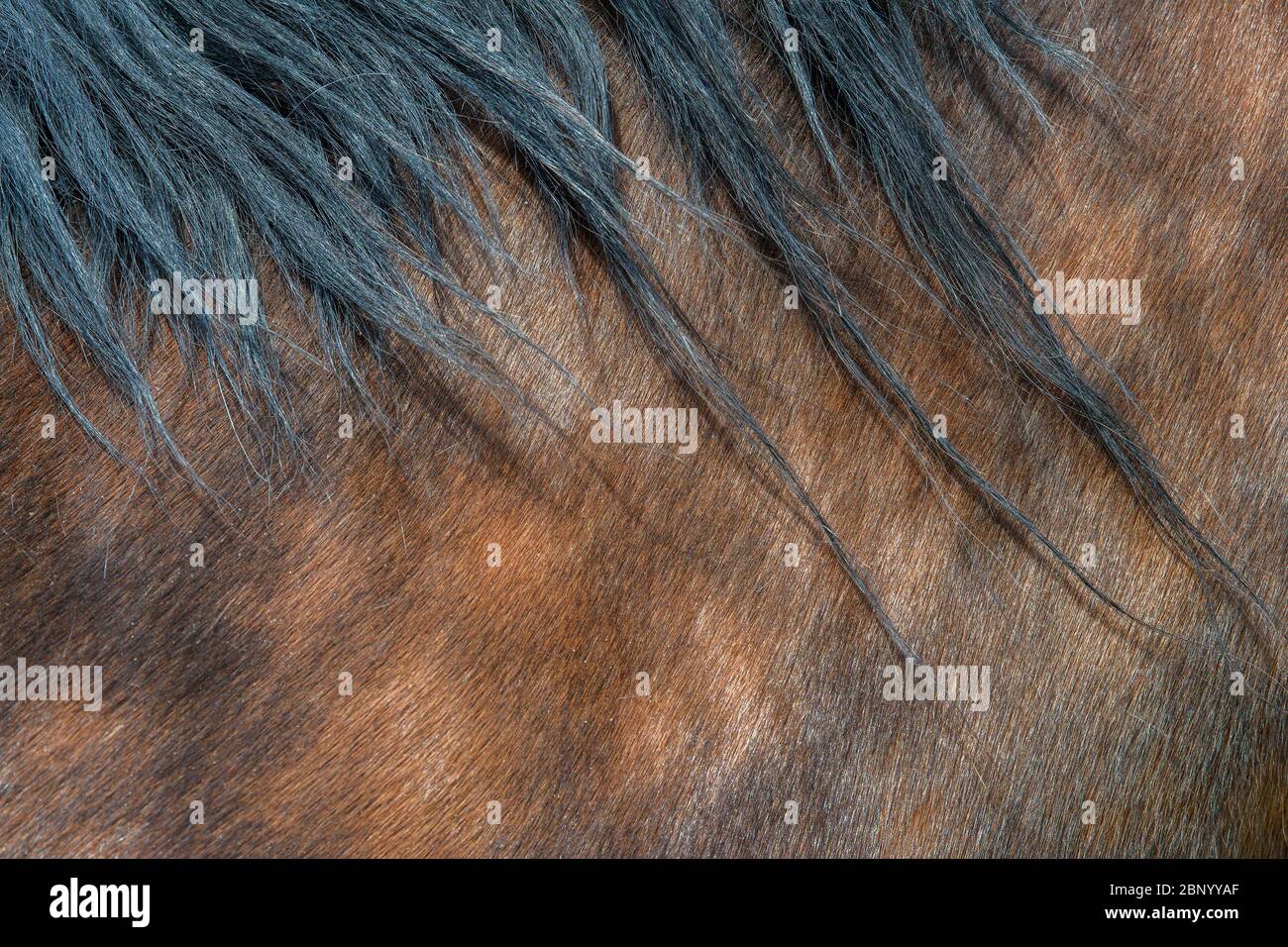 Close-up of textured pelt from a young brown horse Stock Photo