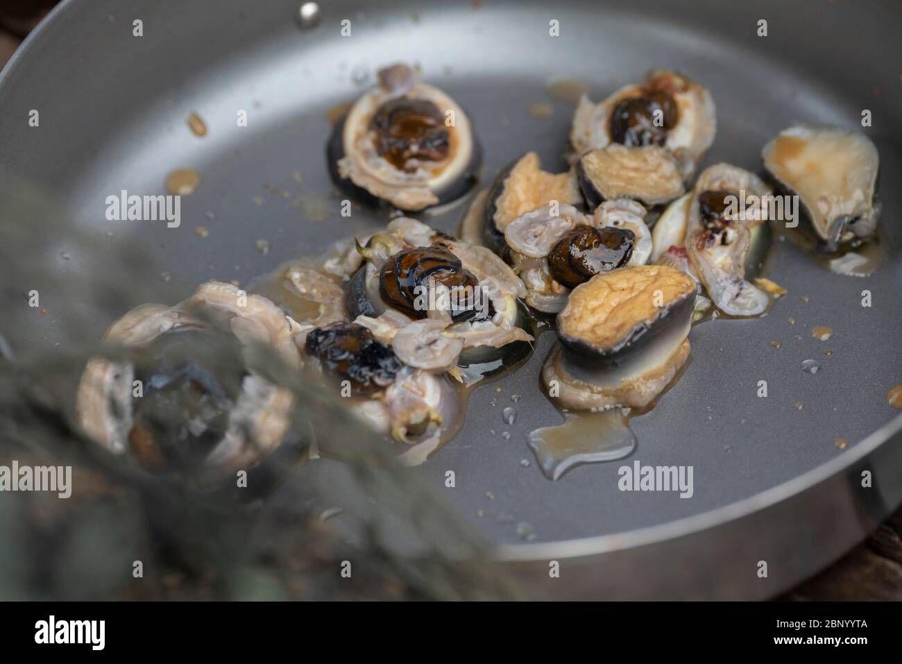 Cooked Assorted Shells Fresh sea shells ready to cook Stock Photo - Alamy