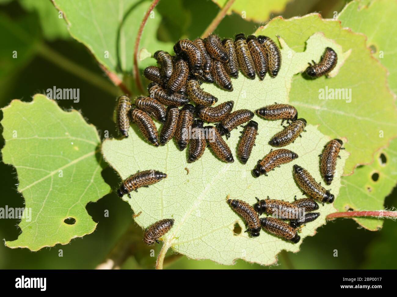 Viburnum leaf beetle hires stock photography and images Alamy