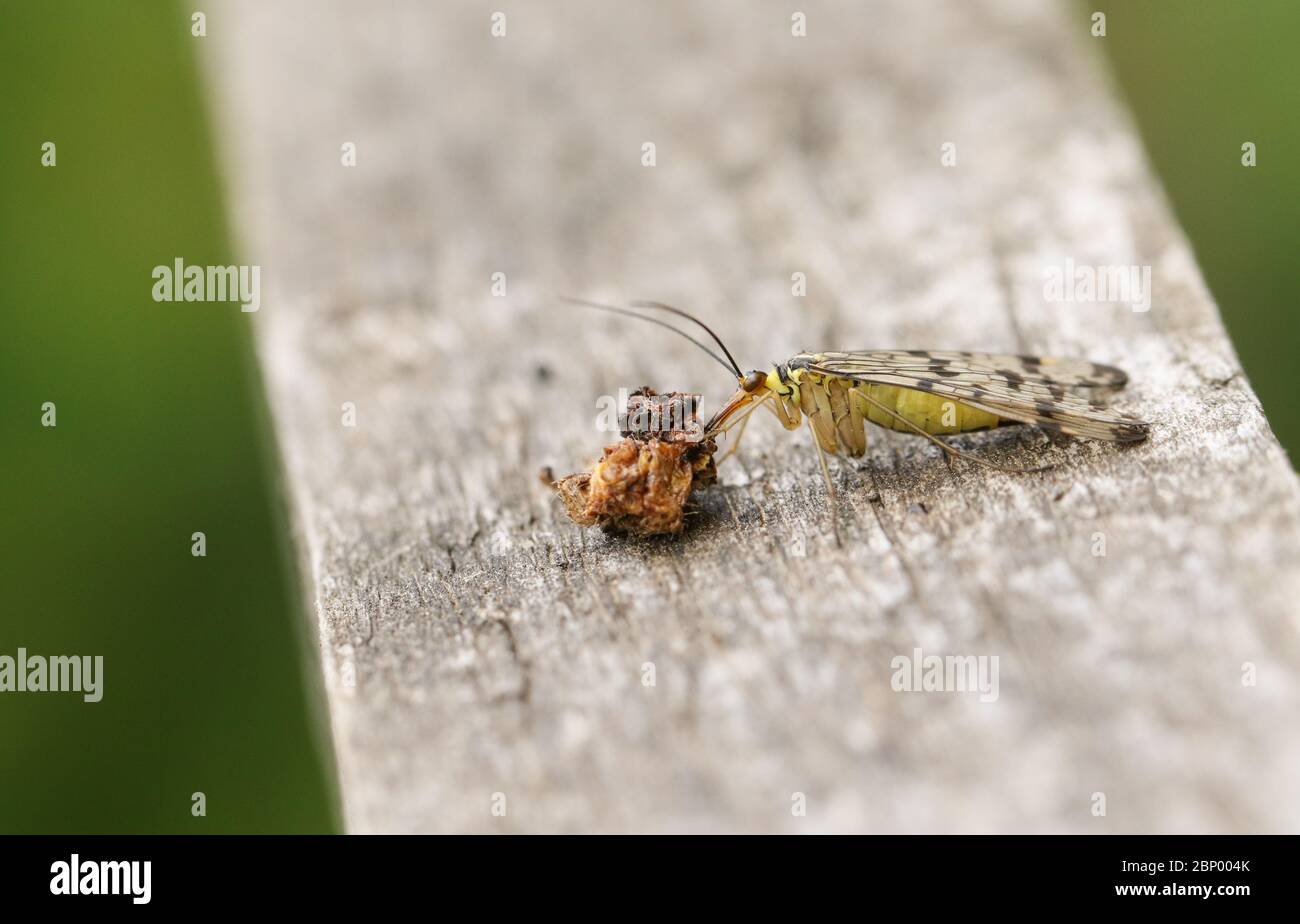 A female Scorpion Fly, Panorpa communis, perching on a wooden fence at the edge of woodland. It is feeding on a dead insect. Stock Photo