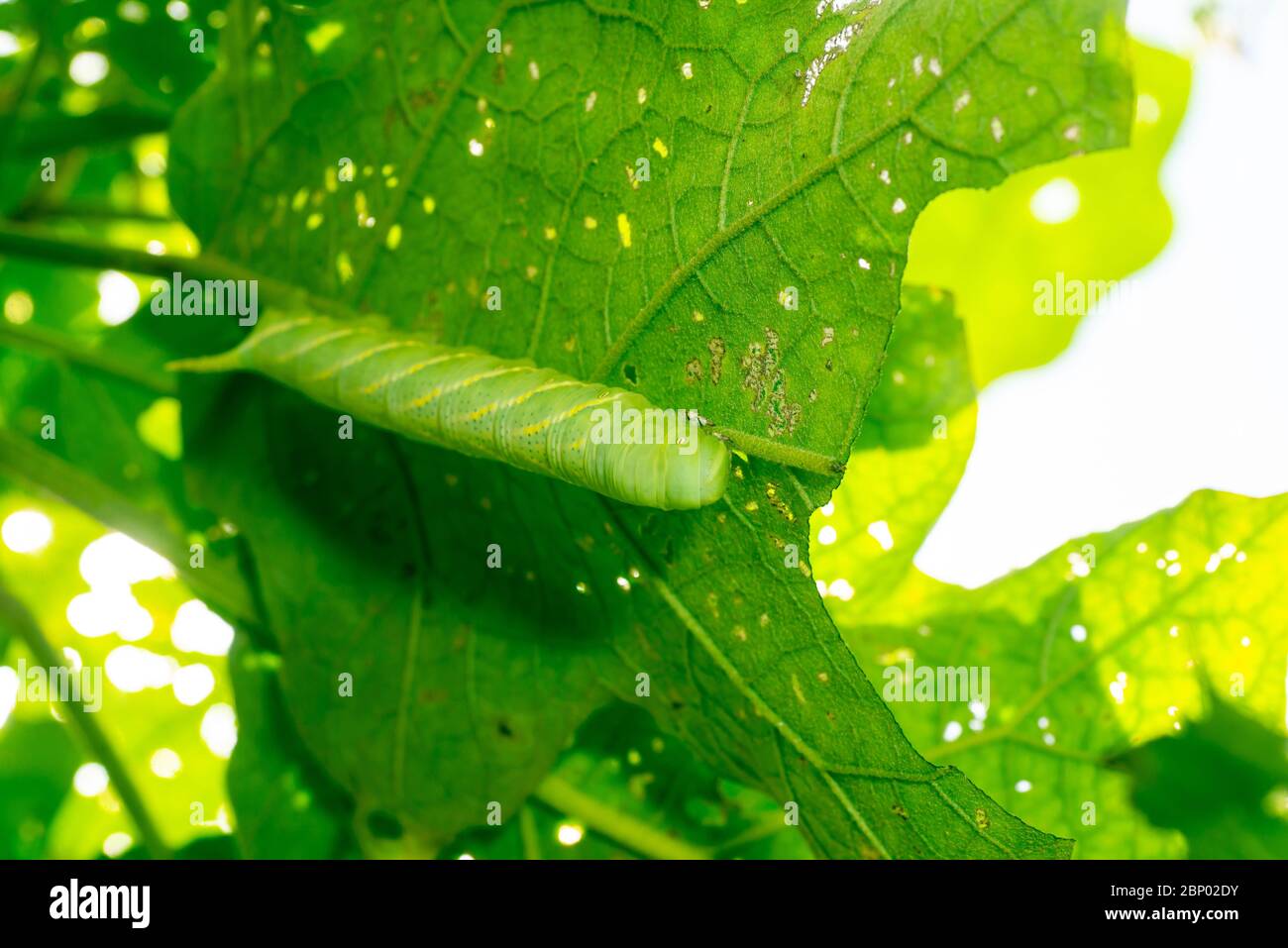 Big green caterpillar hiding under a green leaf Stock Photo - Alamy