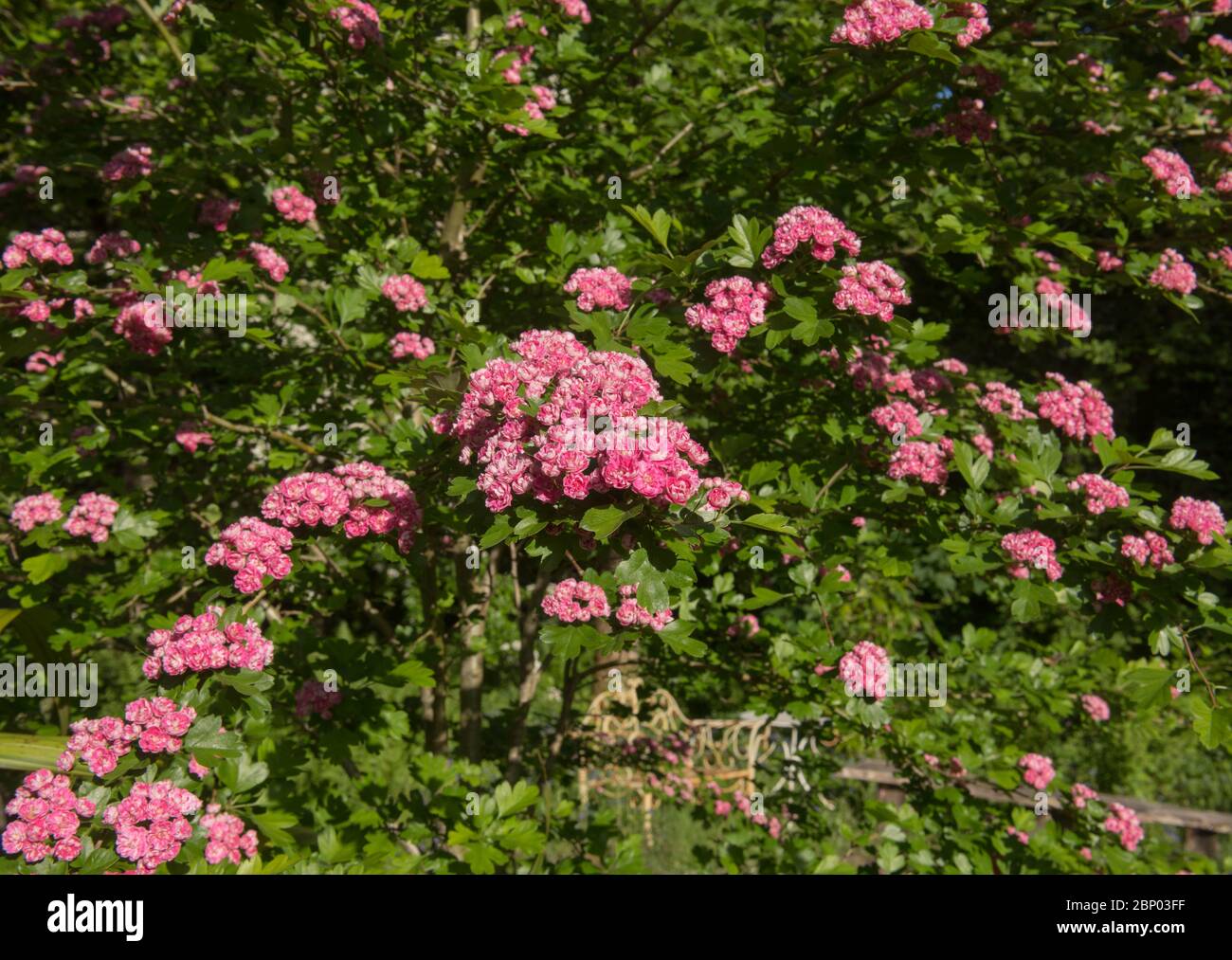 Spring Flowering of the Deciduous Double Pink Hawthorn Tree (Crataegus laevigata 'Rosea Flore Pleno') in a Woodland Garden in Rural Devon, England, UK Stock Photo