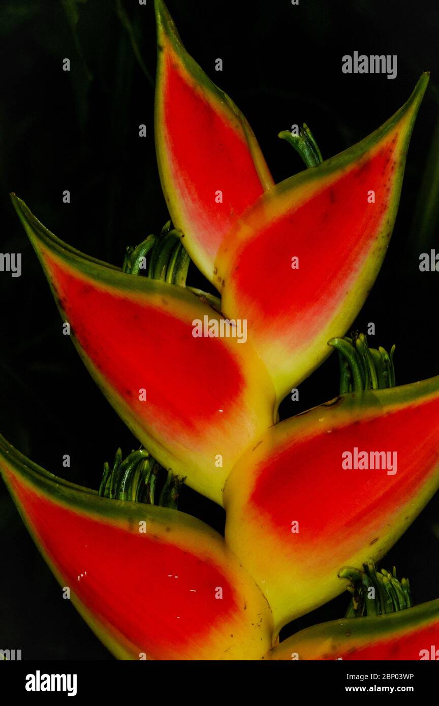 Details on a colorful heliconia flower in the lush rainforest at Cana