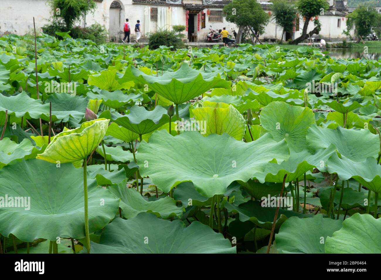 The beautiful nature of lotus plants has led to their widespread use as ornamental in acquatic gardens. Stock Photo