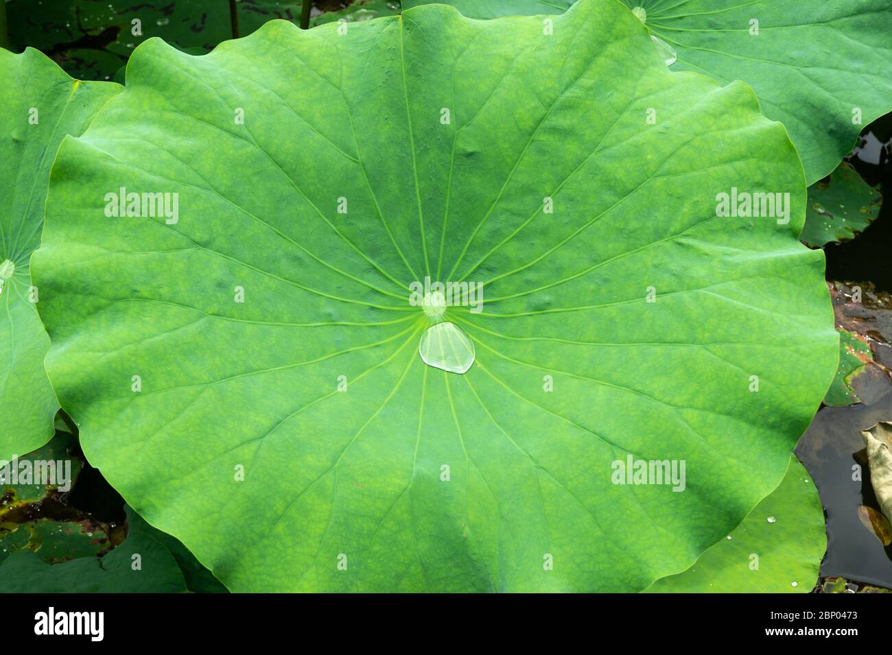 Nelumbo nucifera, also known as a lotus plant, collects dew and rain water in its bowl-shaped leaves. Stock Photo