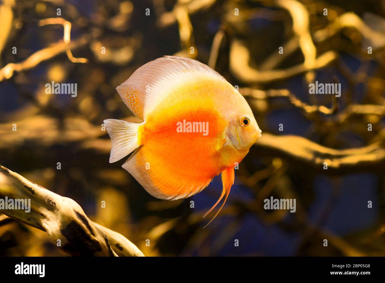 Discus fish in the aquarium close up. Stock Photo