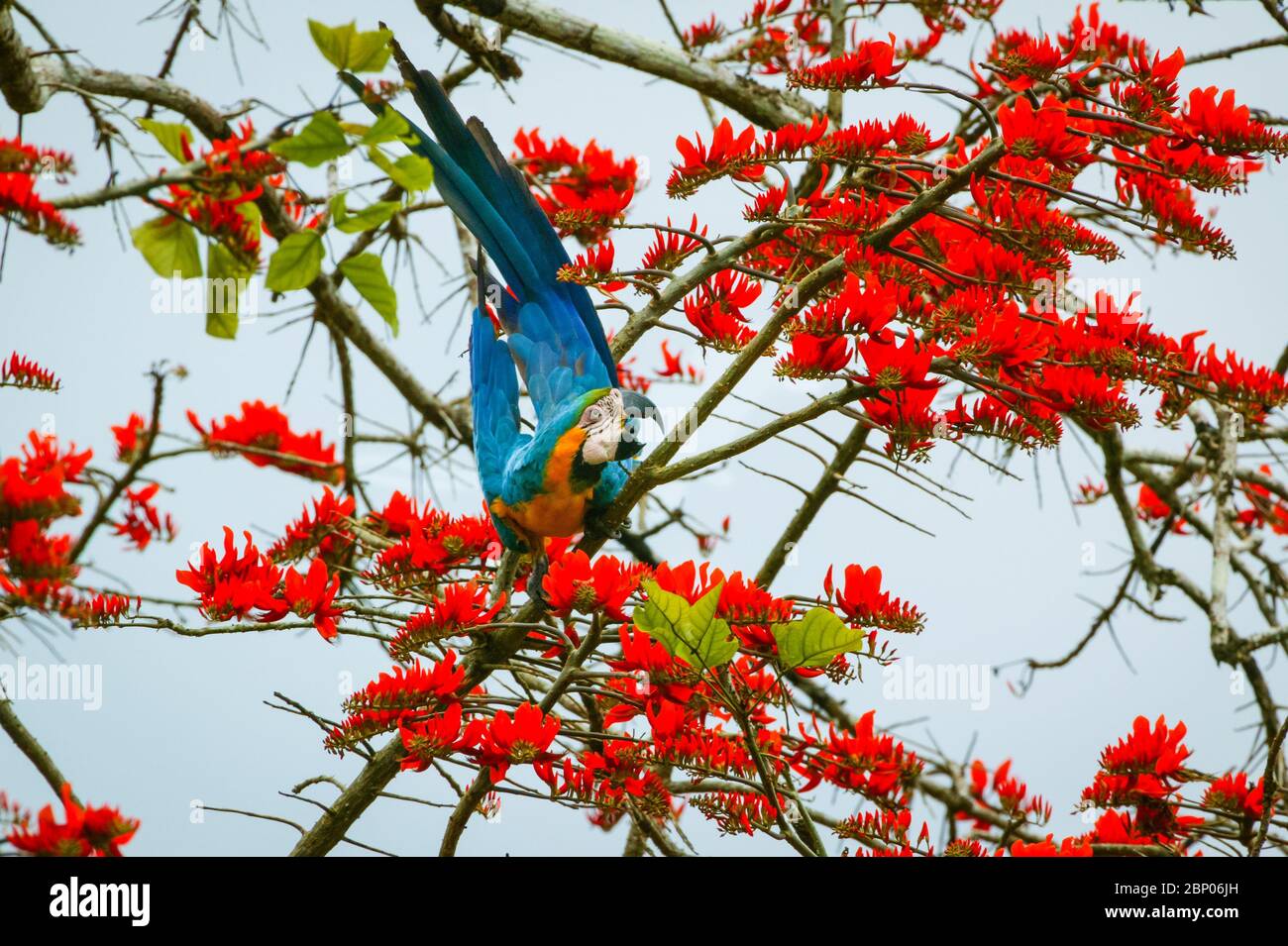 Blue-and-gold macaw, Ara ararauna, in the rainforest at Cana field station, Darien national park, Darien province, Republic of Panama. Stock Photo