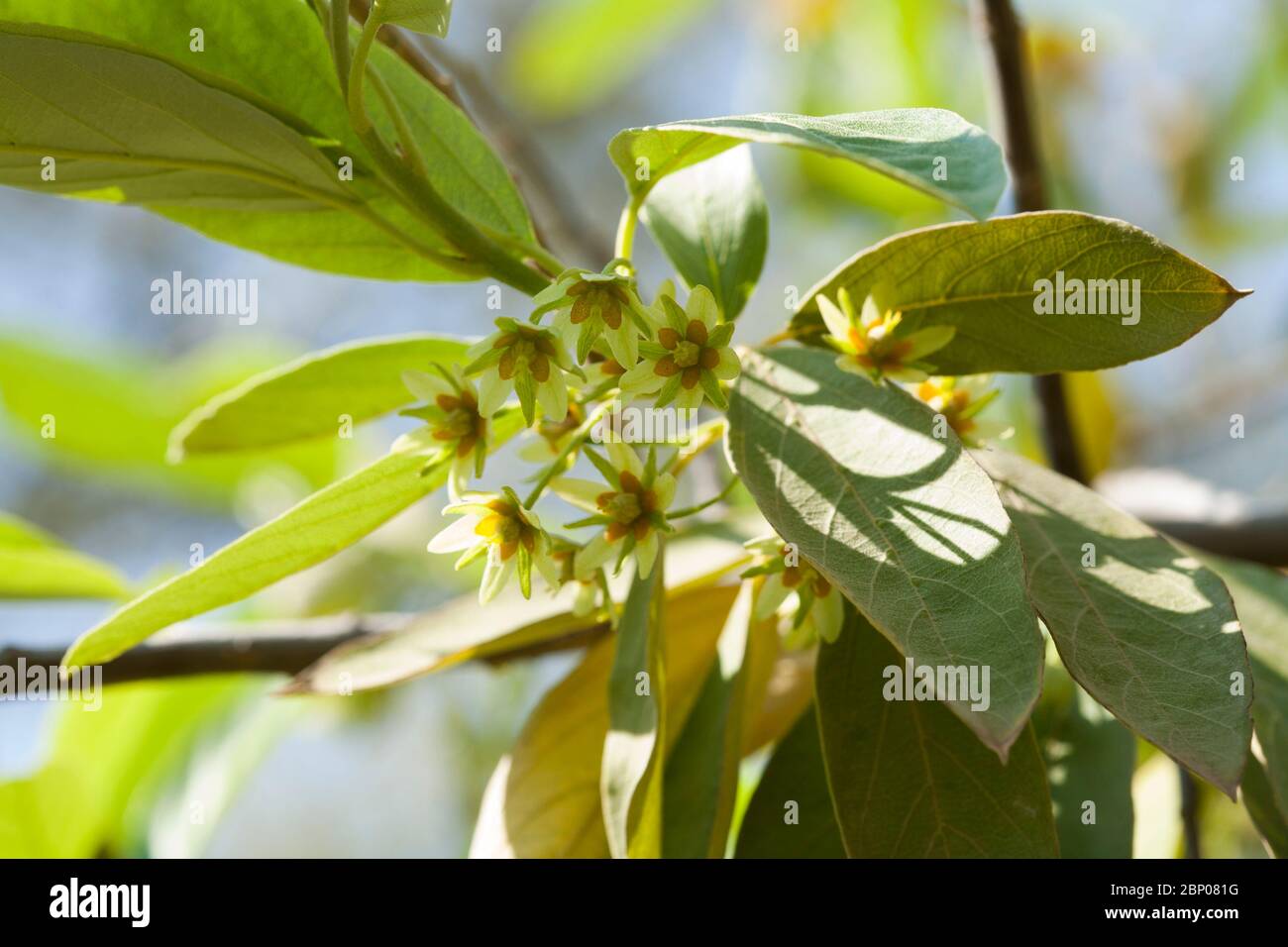 Dioecious High Resolution Stock Photography and Images Alamy