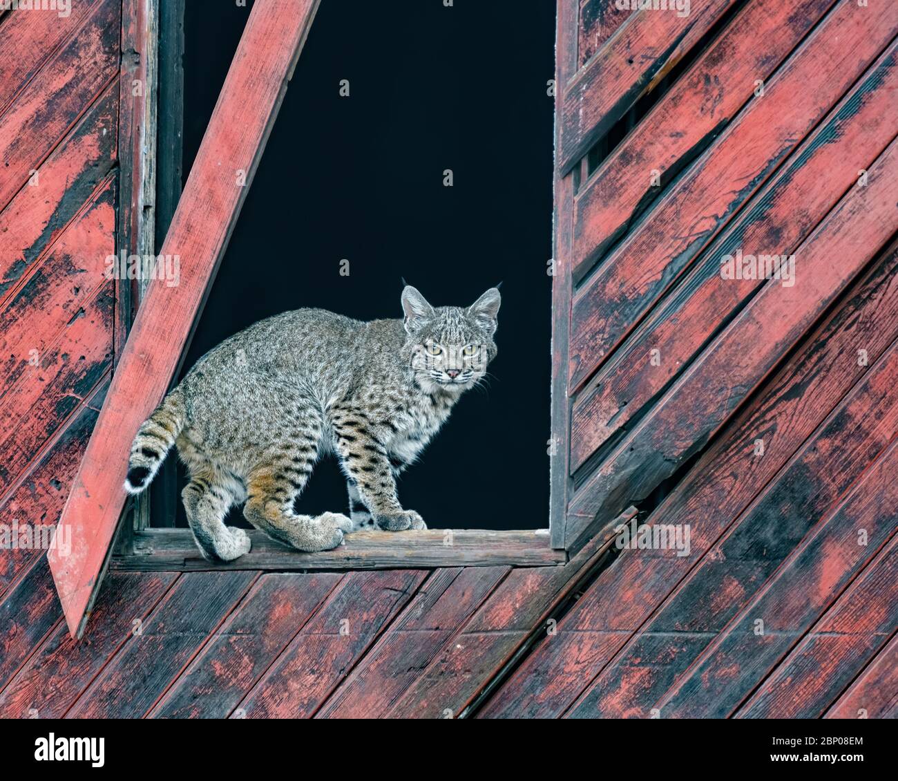 Framed - A young female Bobcat is framed by an old barn window and captured in my camera frame. The intersection of nature and civilization. Stock Photo