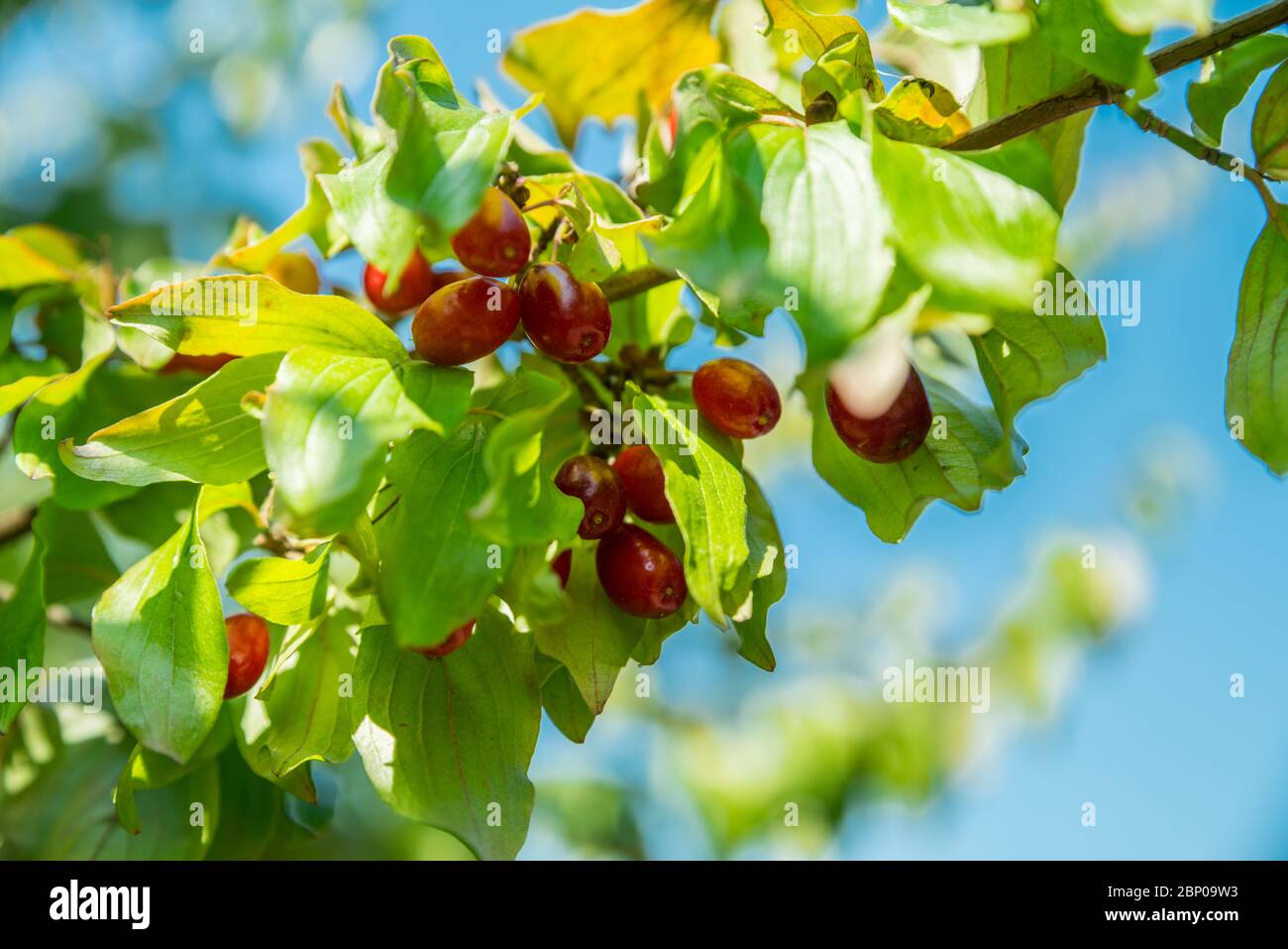 Red dogwood berries on the shrub close-up. Blue sky at the background. Stock Photo