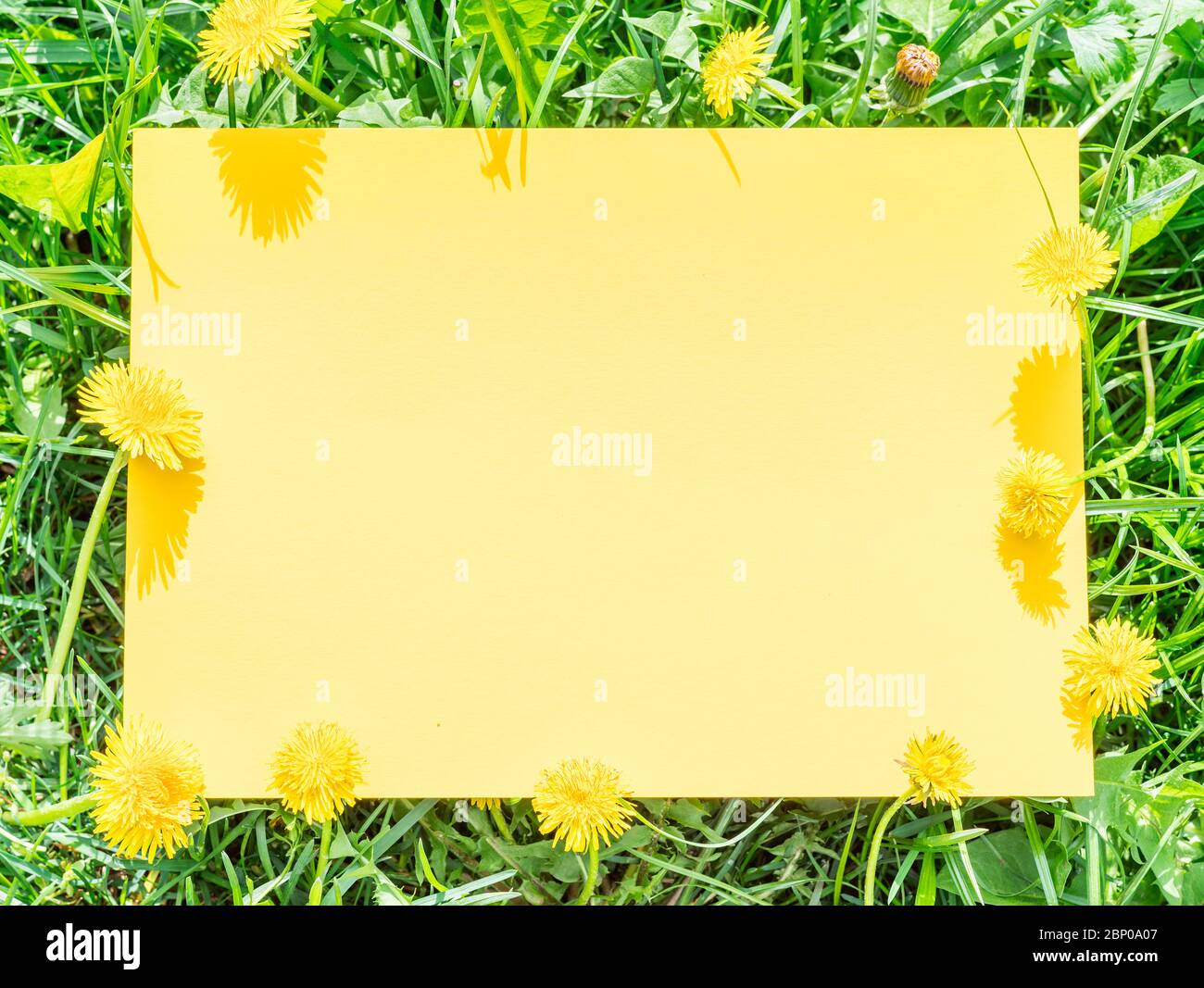 Yellow paper blank on the green grass and dandelions. Green grass as a frame. Stock Photo