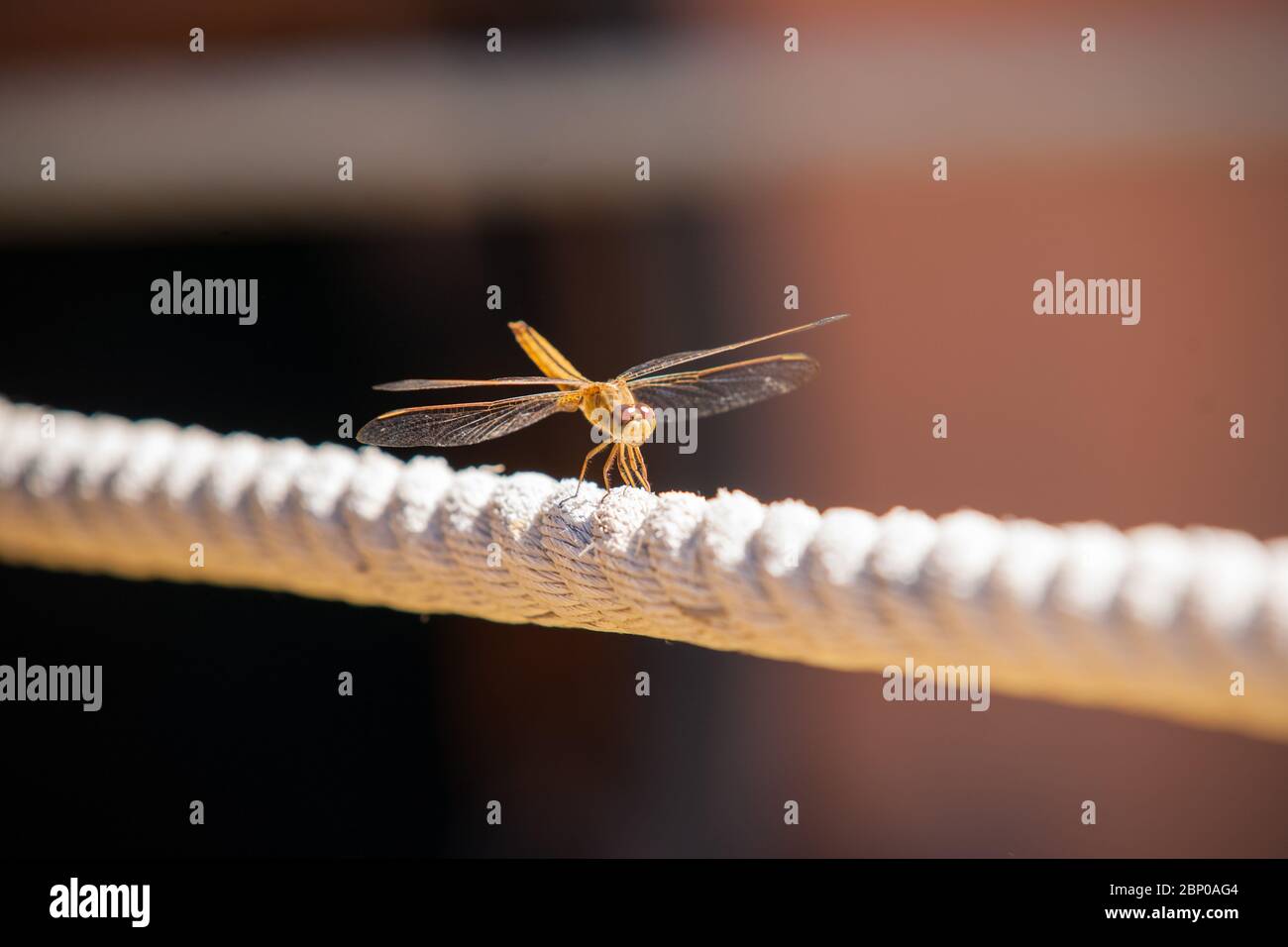 Dragonfly laned on rope in selective focus. Stock Photo