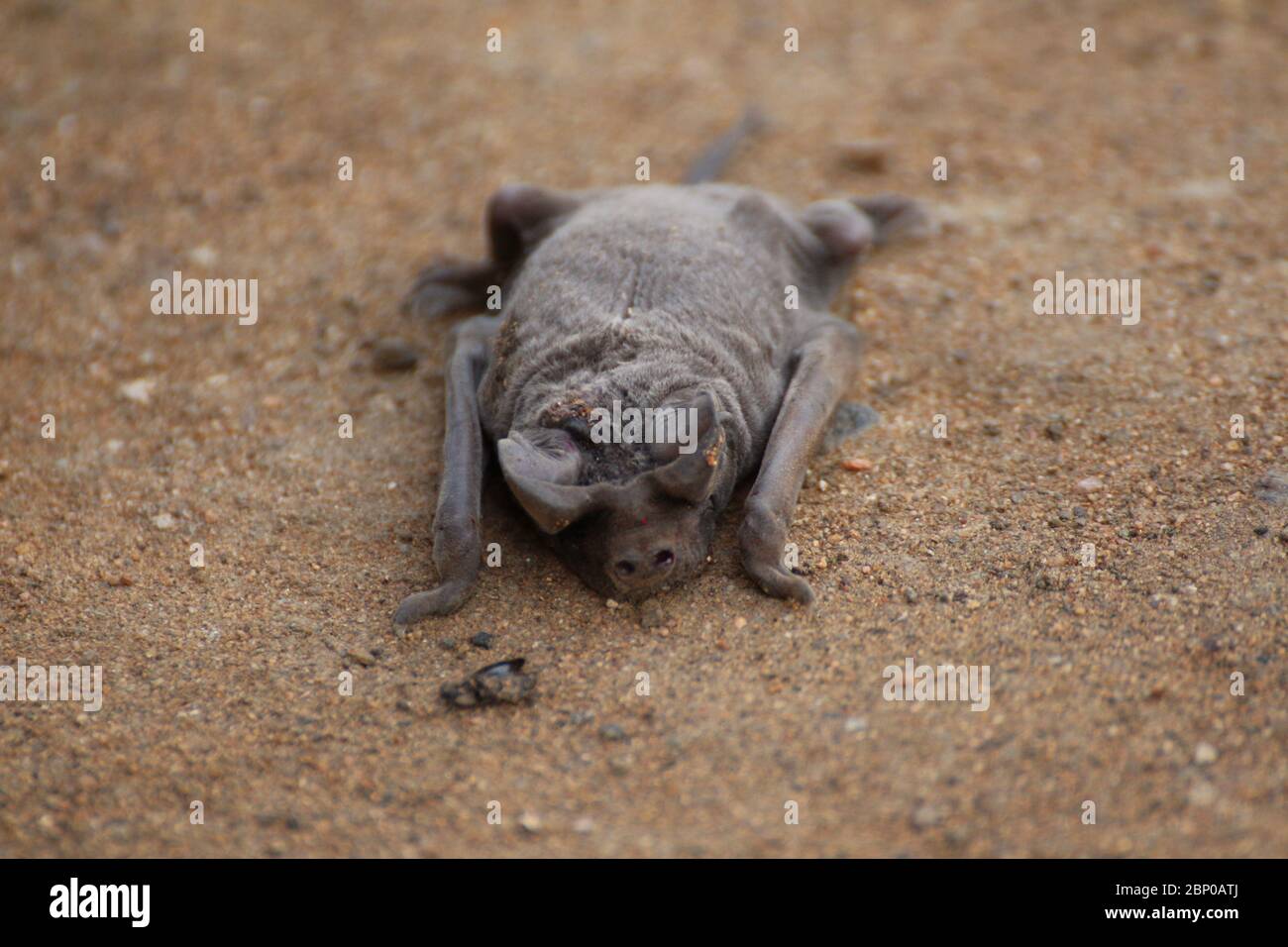 Dead bat hi-res stock photography and images - Alamy