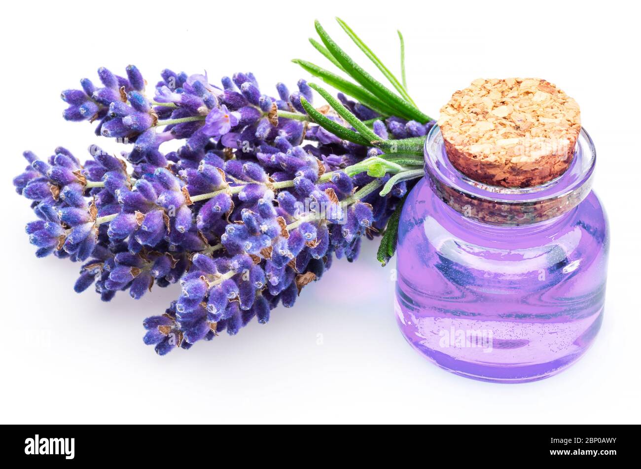 Bunch of lavandula and lavender essential oil isolated on white ...