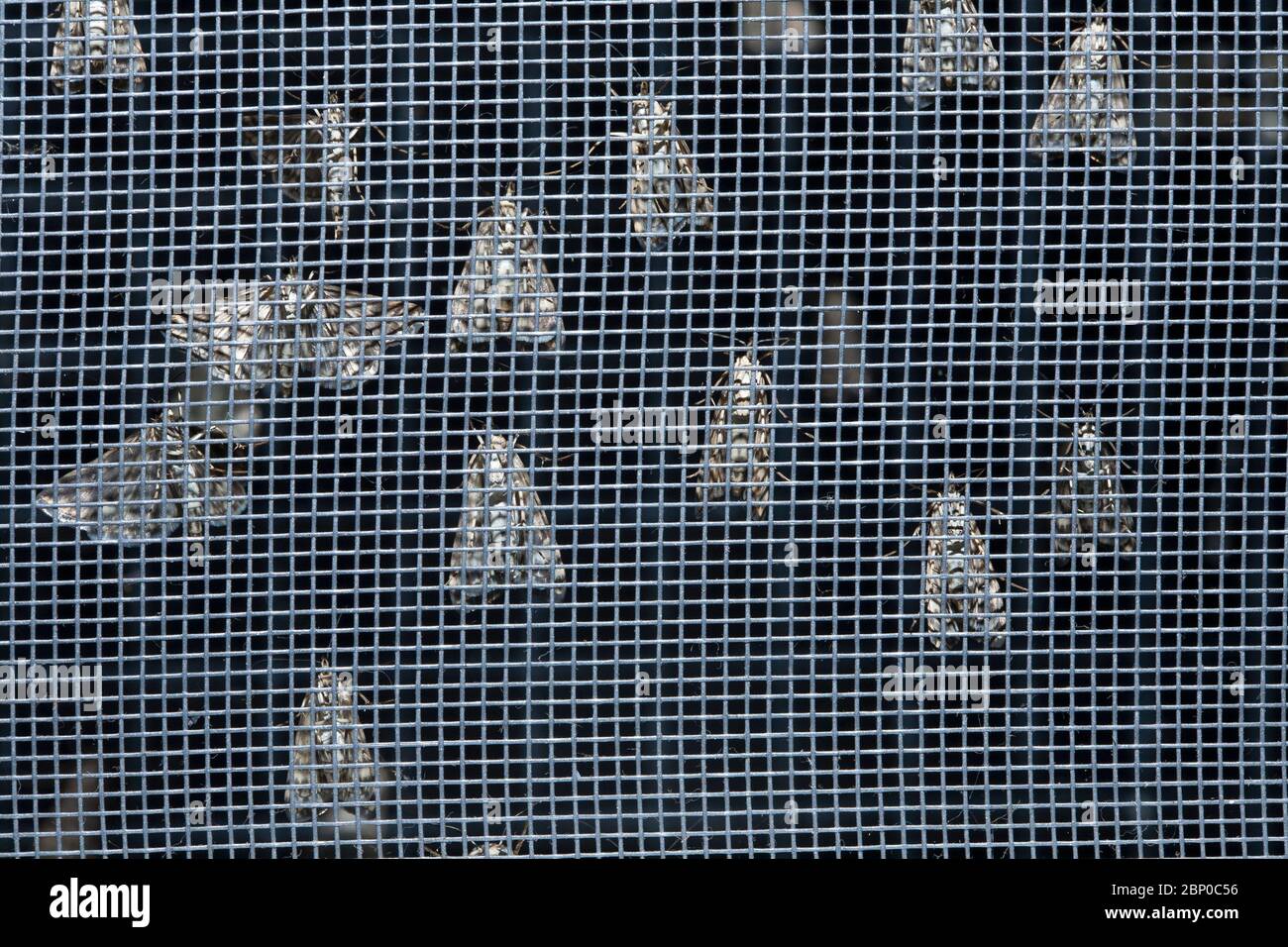 What Are Moths Attracted To Outside