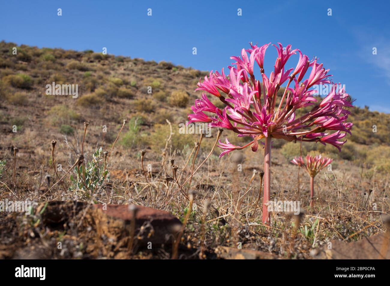 Semi Arid Region Plant High Resolution Stock Photography and Images - Alamy