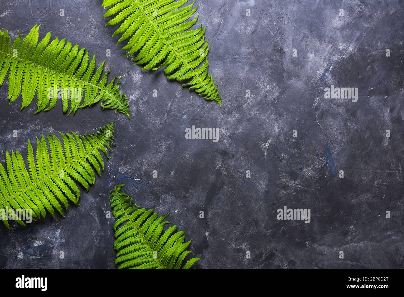 Dark grey background with fern leaves Stock Photo