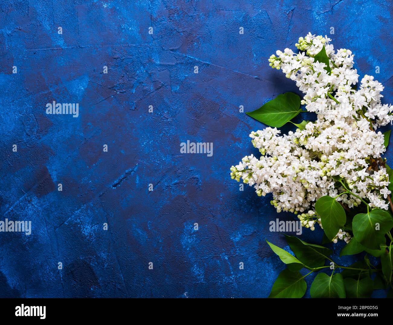 Deep blue background with white lilac Stock Photo