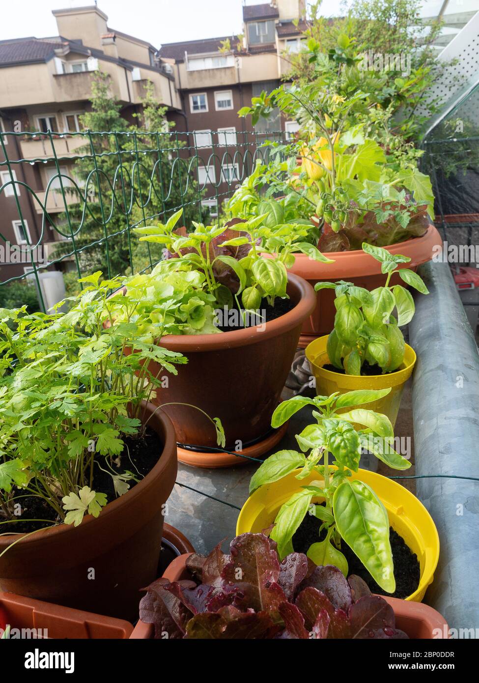 vegetable on balcony home horticulture in urban place, good style in city life Stock Photo