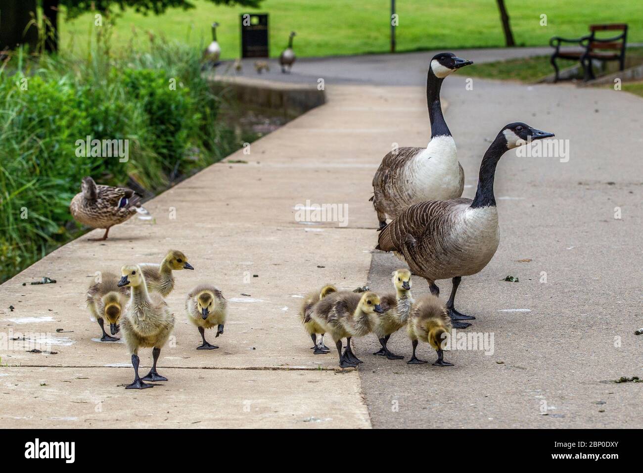 Northampton, UK, 17th May 2020. A pair of Canada Geese out on their morning  walk with the family of goslings social distancing on the edge of the lake  in Abington Park, Credit: