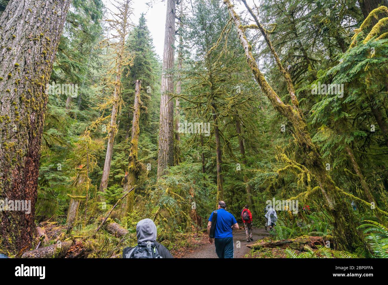 plenty forest in Olympic national park area,Washington,usa. Stock Photo