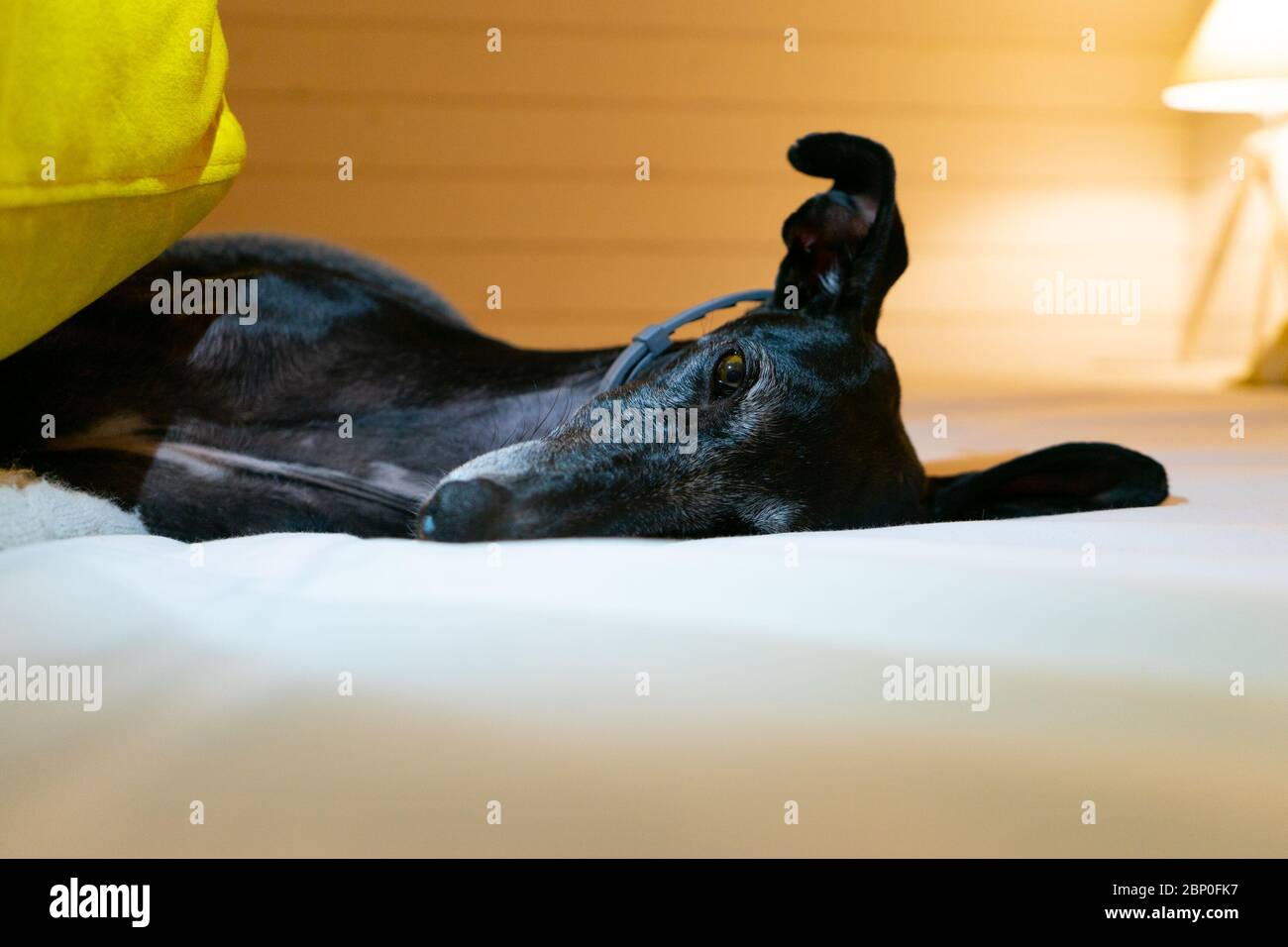 Greyhound resting in bed with wood background Stock Photo Alamy