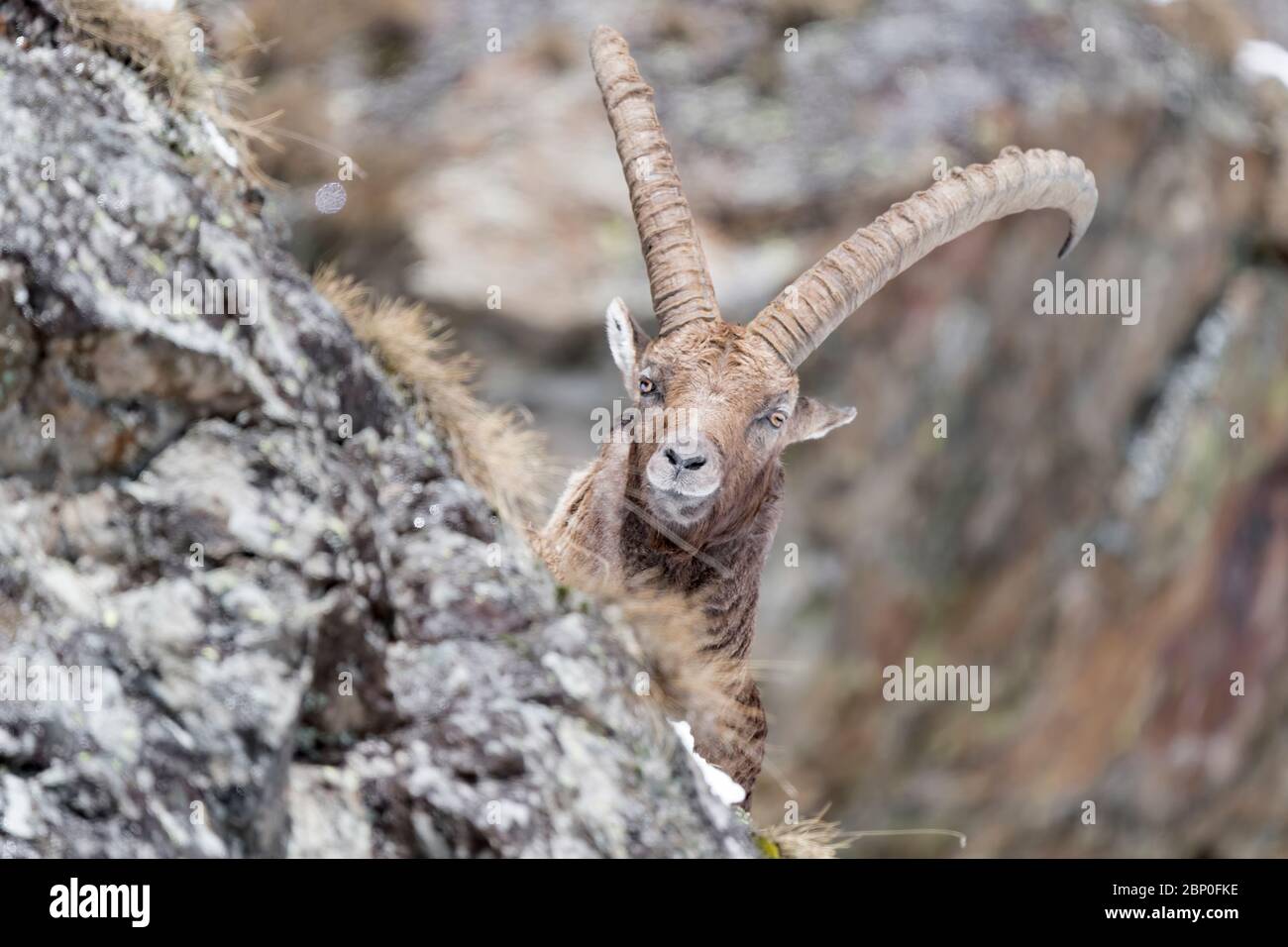 The mighty Ibex in Alps mountains (Capra ibex) Stock Photo