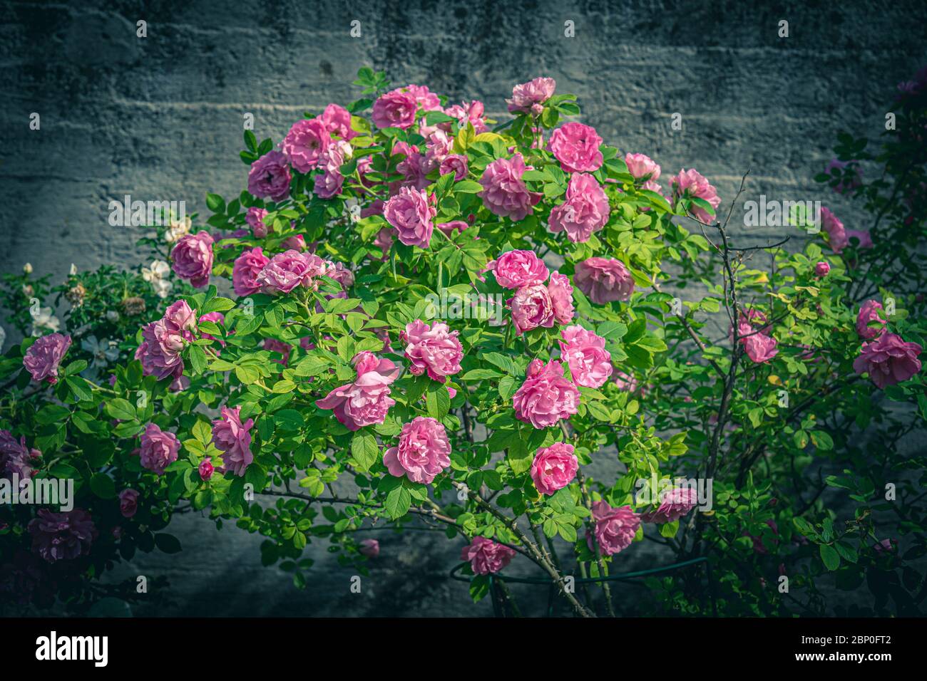 Whitestone Fence Roses Gray stone fence hi-res stock photography and images - Alamy