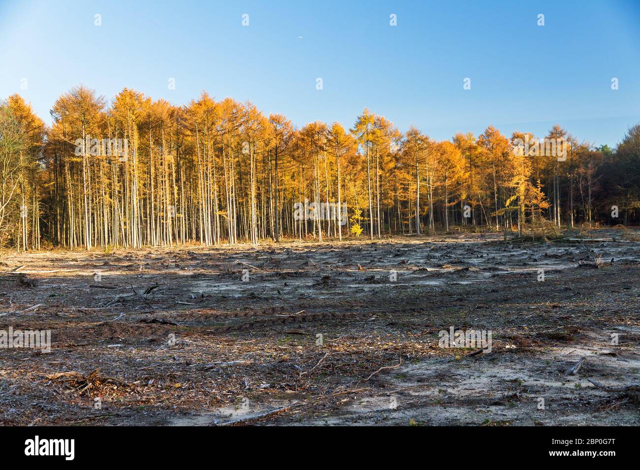 Deforestation in the Spanderswoud forest in the Netherlands Stock Photo