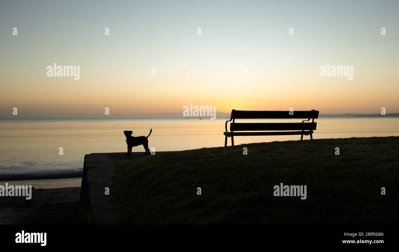 Silhouette dog watching the sunrise with empty beach bench by its side Stock Photo