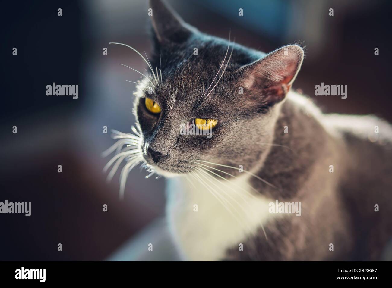A cute domestic gray cat with yellow eyes and a white spot on its forehead sits in the bright warm light of the sun. Stock Photo