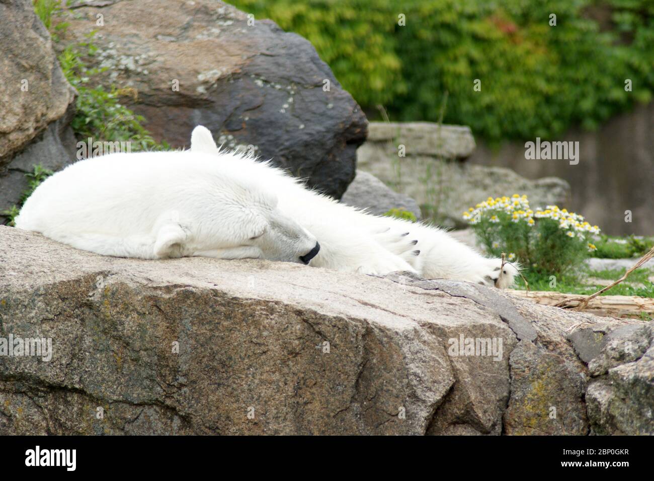 Schlafender Eisbär; sleeping polar bear Stock Photo