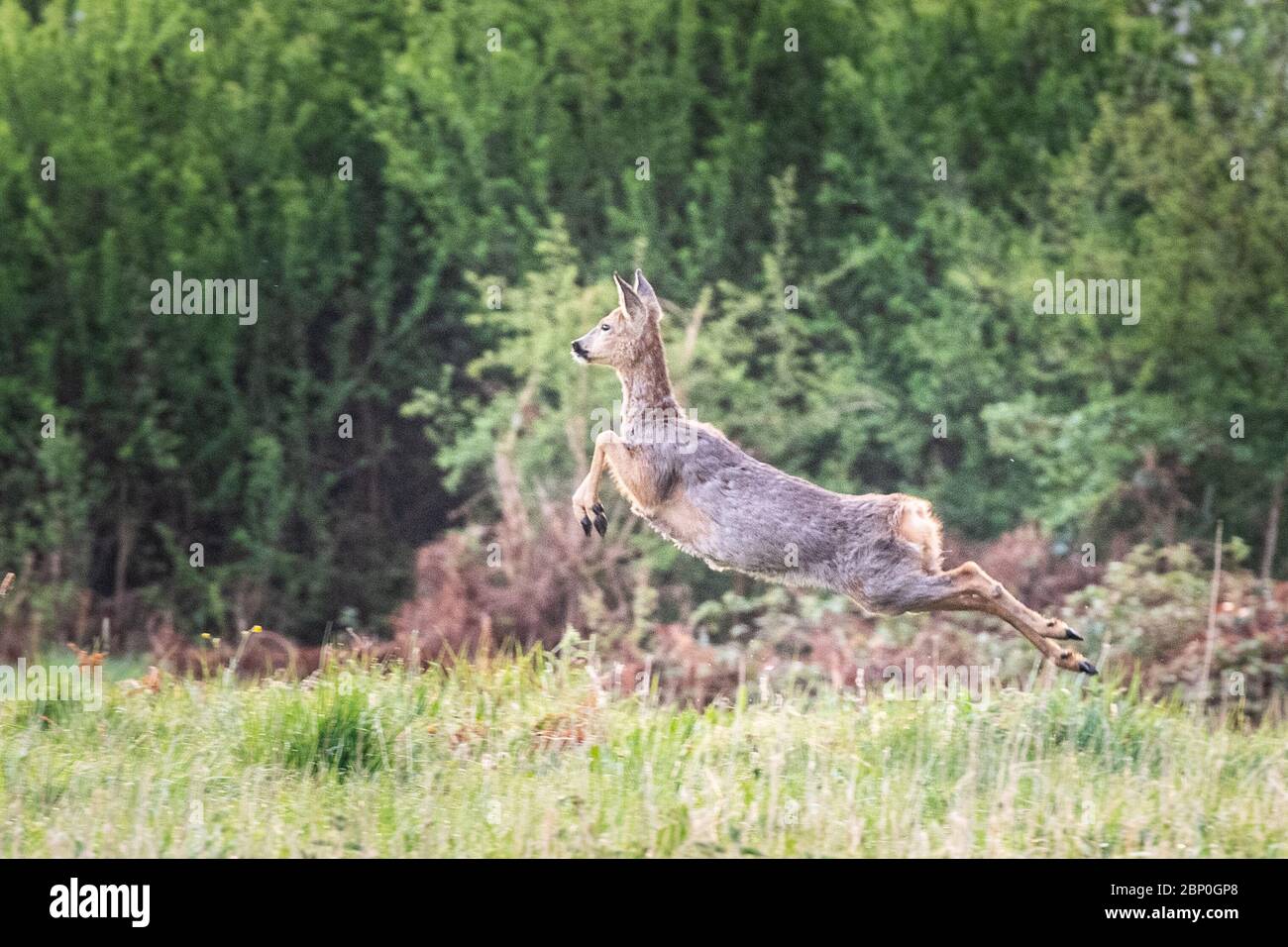 Pensford, Somerset, UK. 25th 2020. A startled roe deer leaps through the early morning air at Pensford, Somerset . Stock Photo
