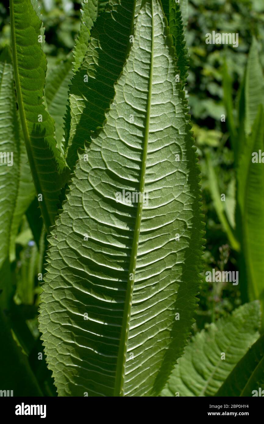 Underside view of a Teasel leaf, UK (Dipsacus fullonum). Stock Photo