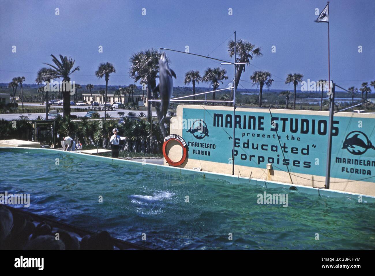 A bottlenose dolphin leaps high in the air at a show at Marine Studios, Marineland, Florida, USA 1962. Mention of 'educated porpoises' in the photograph is misleading as the mammals trained and used in the shows were almost always bottlenose dolphins. Marine Studios was one of Florida's first marine mammal parks, is known as 'the world's first oceanarium'. The attraction opened in 1938, with its main draw being the bottlenose dolphin. It was immediately successful. Marine Studios was later renamed 'Marineland of Florida'. Stock Photo
