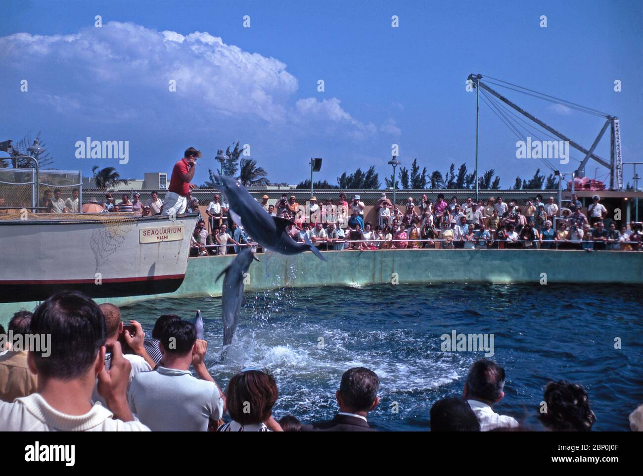 A bottlenose dolphin leaps to take a fish from its trainer during a show at the Miami Seaquarium, Virginia Key, Biscayne Bay, Miami, Florida, USA 1967. The Seaquarium is a large oceanarium theme park. As well as marine mammals, the Seaquarium is home to fish, sharks, sea turtles, birds, reptiles, and manatees. The park was founded by Fred D Coppock and Captain W B Gray and was the second marine-life attraction in Florida. When it opened in 1955, was the largest marine-life attraction in the world. Stock Photo