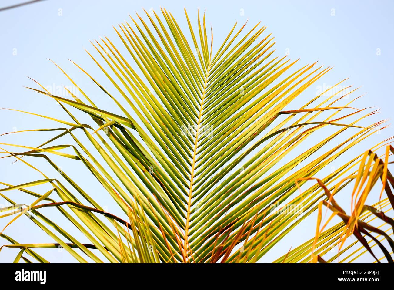 autumn leaf of yellow palm on tree with sky background Stock Photo - Alamy