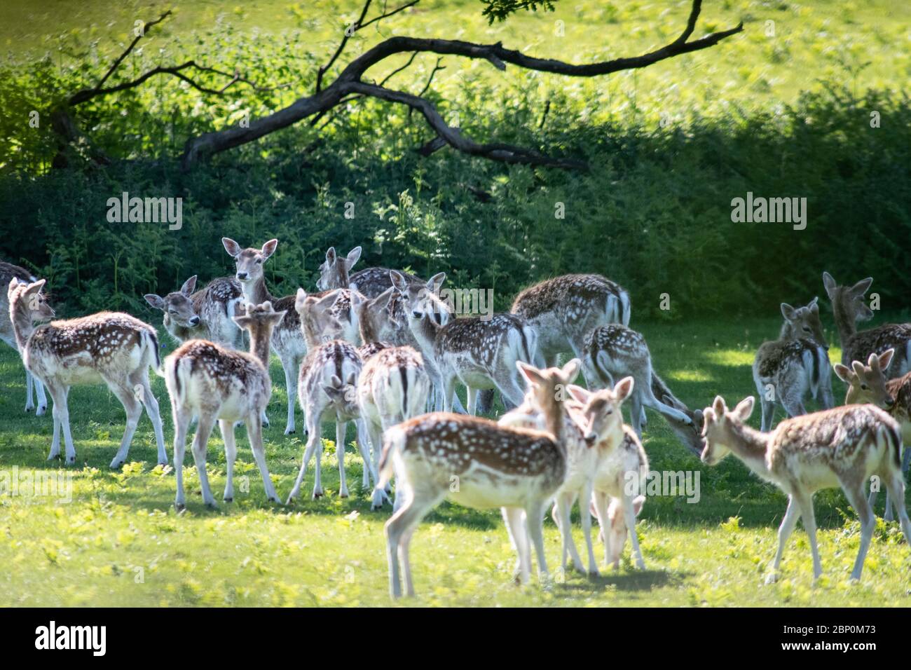 Ashton Court Estate, Long Ashton, Bristol, UK. 15th May 2020. A herd of
